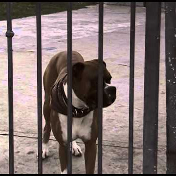 Taylor "Big Dahg" Caruso Welcome to WKND